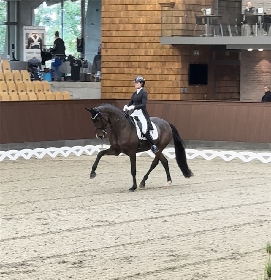 Skovdals Dexter nr. 2 i den indledende for 7-års